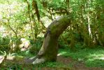 PICTURES/Ho Rainforest - Hall of Mosses/t_Snake Stump.JPG